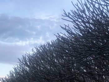 Low angle view of snow covered tree against sky