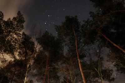 Trees against sky at night