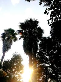 Low angle view of trees against sky