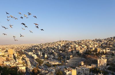 Flock of birds flying over buildings in city