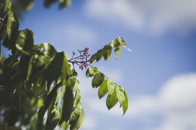 Low angle view of leaves growing on branches against sky