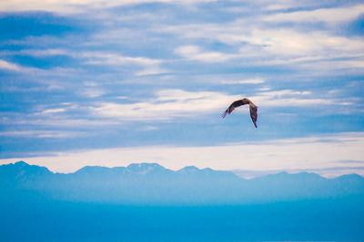 Bird flying in the sky