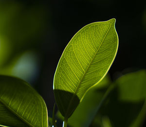 Close-up of green leaves