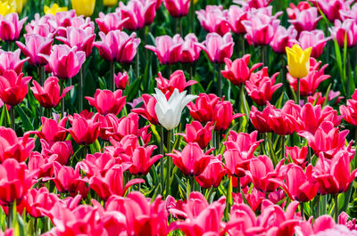 Full frame shot of pink tulips on field