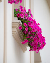 Close-up of pink flowering plant against building