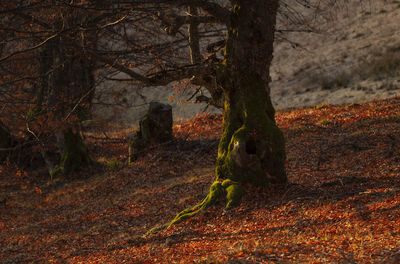 Trees growing in forest during autumn