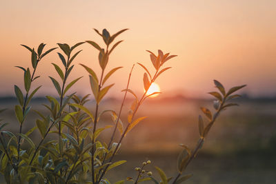 sunset
