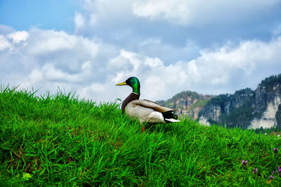 View of grassy landscape against cloudy sky