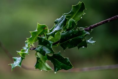 Close-up of fresh green plant