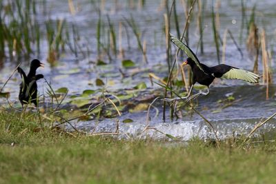 Birds in calm lake