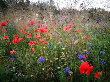 Red poppy flowers blooming on field