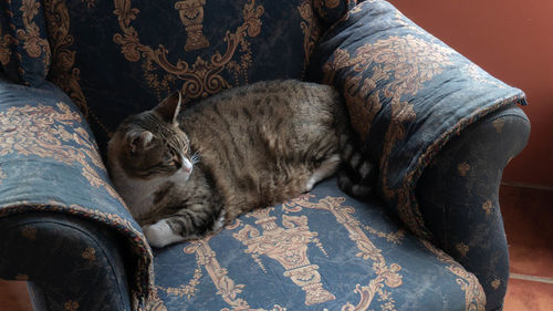 Cat sleeping on sofa