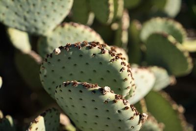 Close-up of prickly pear cactus