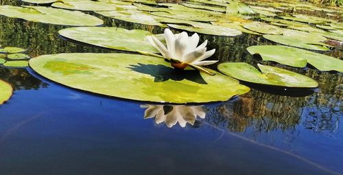 Lotus water lily in pond