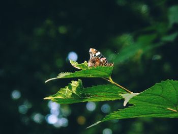 Close-up of insect on plant