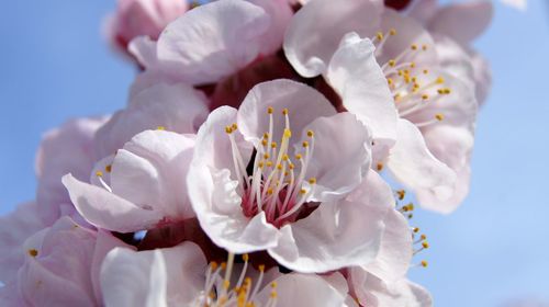 Close-up of white cherry blossoms against sky