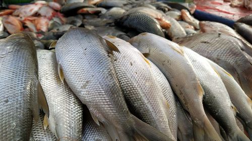 Close-up of fishes for sale in market