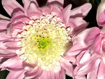 Close-up of pink flowers blooming outdoors