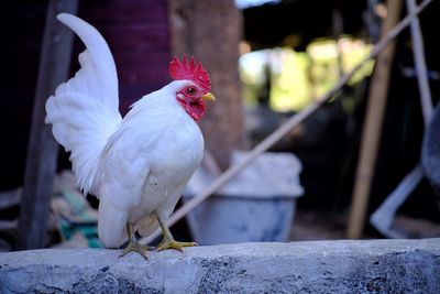 Close-up of rooster