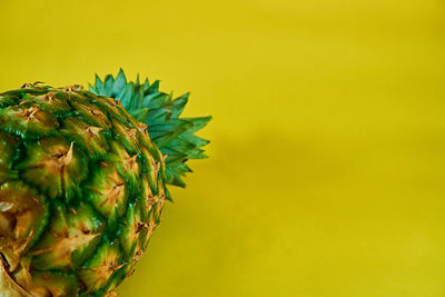 Close-up of plant against yellow background