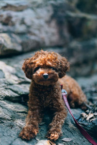 Portrait of the dog