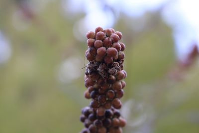 Close-up of berries