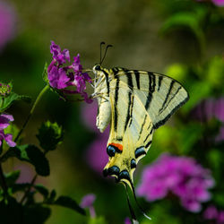 Close-up of butterfly pollinating on purple flower