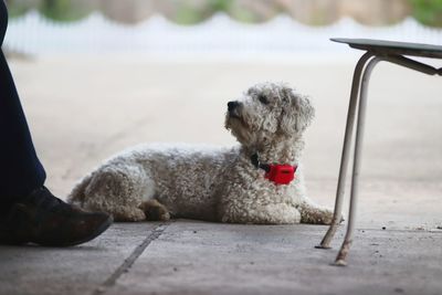 Dog sitting on footpath