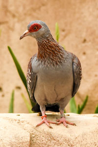 Close-up of a bird