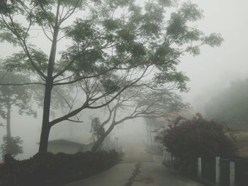 View of trees in foggy weather