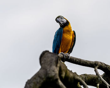 Low angle view of bird perching on branch against sky