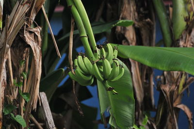 Close-up of fresh green plant in field