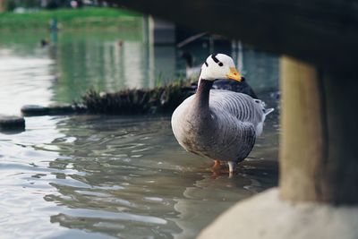 Duck in a lake