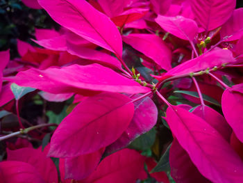 Close-up of pink flowering plant leaves