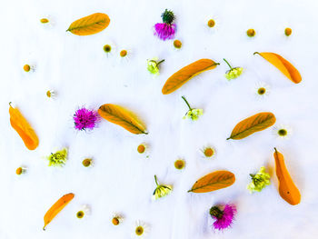 Close-up of flowers