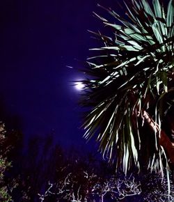 Low angle view of palm tree against sky at night