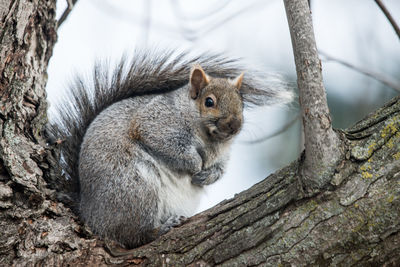 Close-up of squirrel on tree