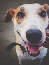 Close-up portrait of dog sticking out tongue