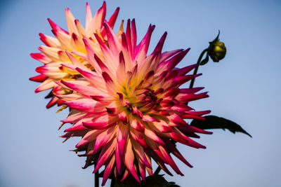 Close-up of insect on pink flower