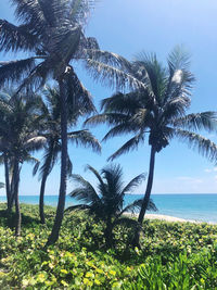 Palm trees on beach against sky