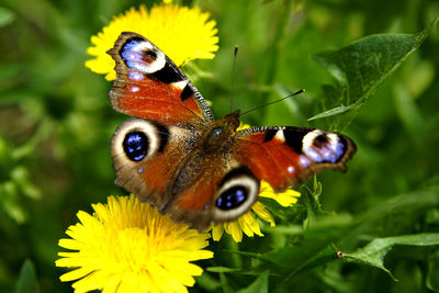 Close-up of butterfly pollinating on flower