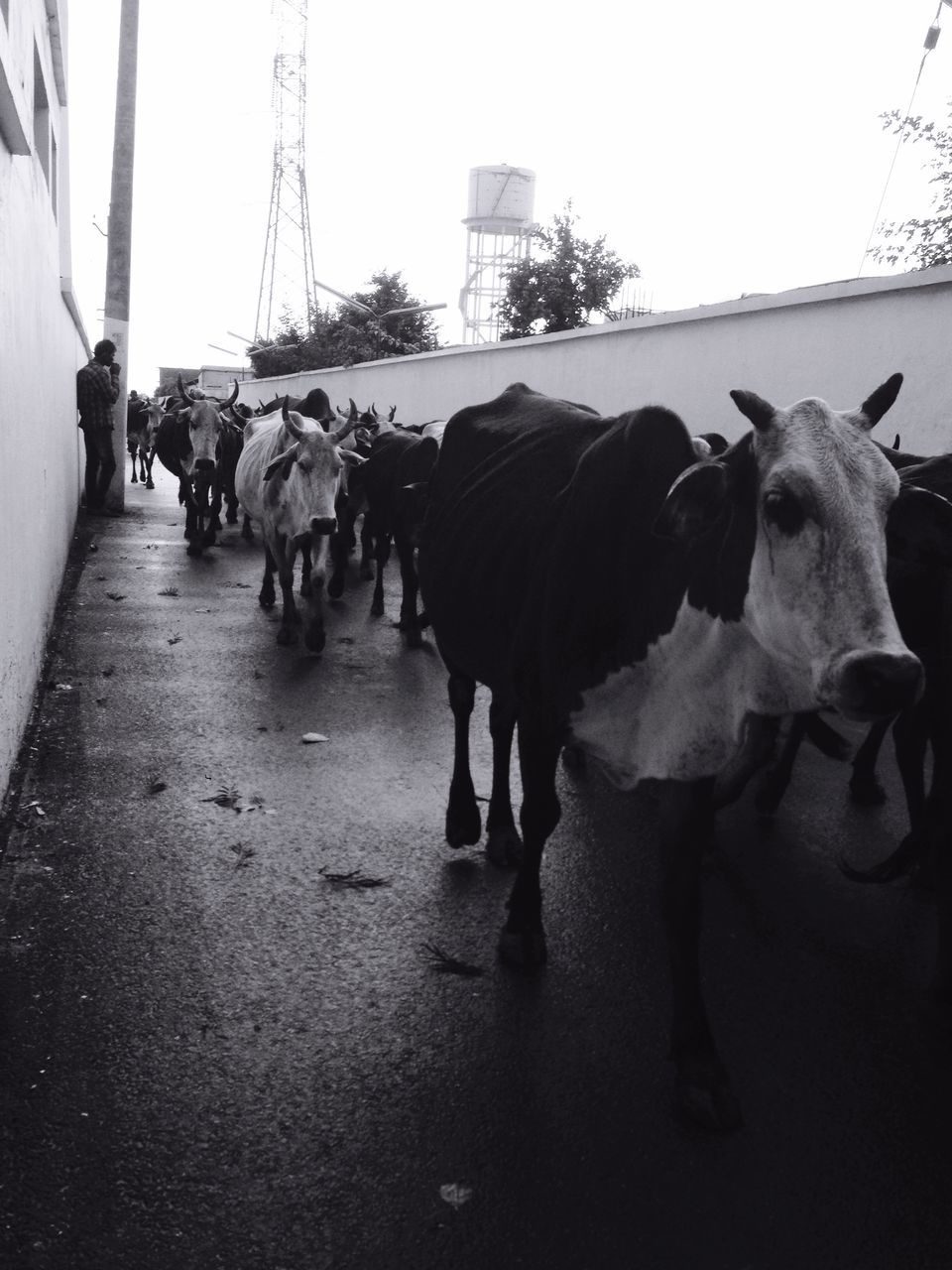 animal themes, domestic animals, livestock, mammal, horse, walking, two animals, cow, street, standing, togetherness, full length, medium group of animals, medium group of people, road, built structure, day, men, outdoors