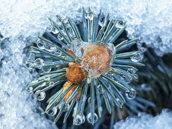 Close-up of frozen water on plant