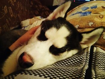 Close-up of dog sleeping on sofa at home