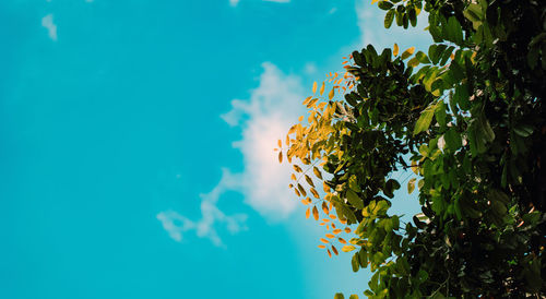 Low angle view of flowering tree against blue sky