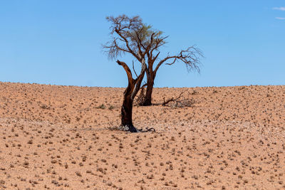 Typical contrast of namibia