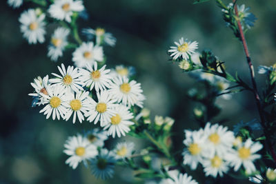 Close-up of white flowering plants