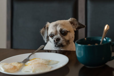 Close-up of a dog