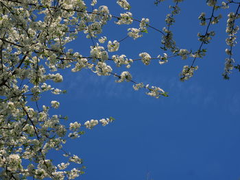 Low angle view of cherry blossom against blue sky