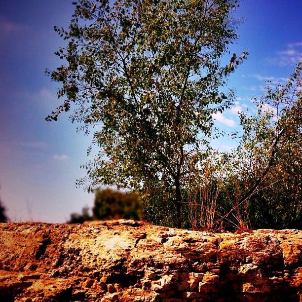 tree, sky, tranquility, landscape, nature, tranquil scene, field, growth, dry, tree trunk, branch, low angle view, beauty in nature, scenics, outdoors, non-urban scene, day, focus on foreground, no people, wood - material